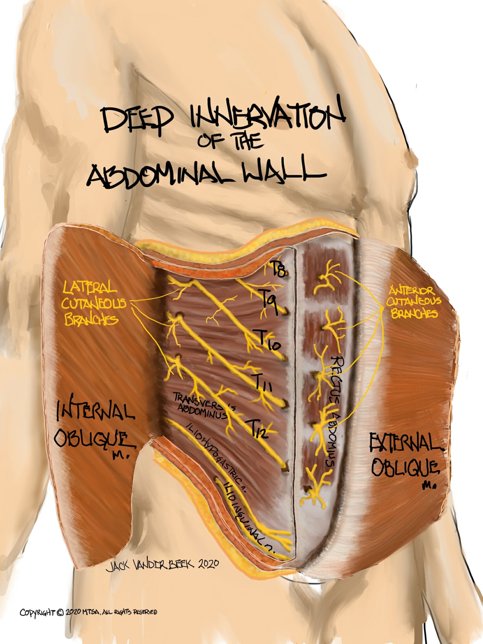 Abdominal Wall Innervation 1 