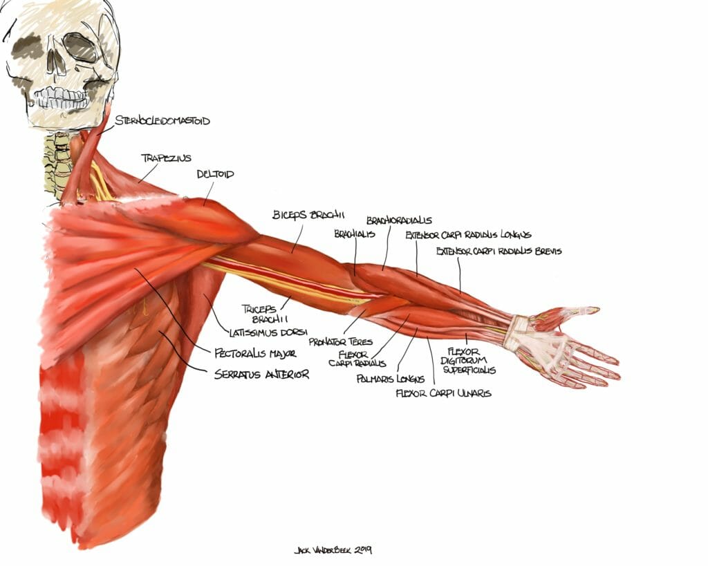 anatomy-illustrations-neuraxiom